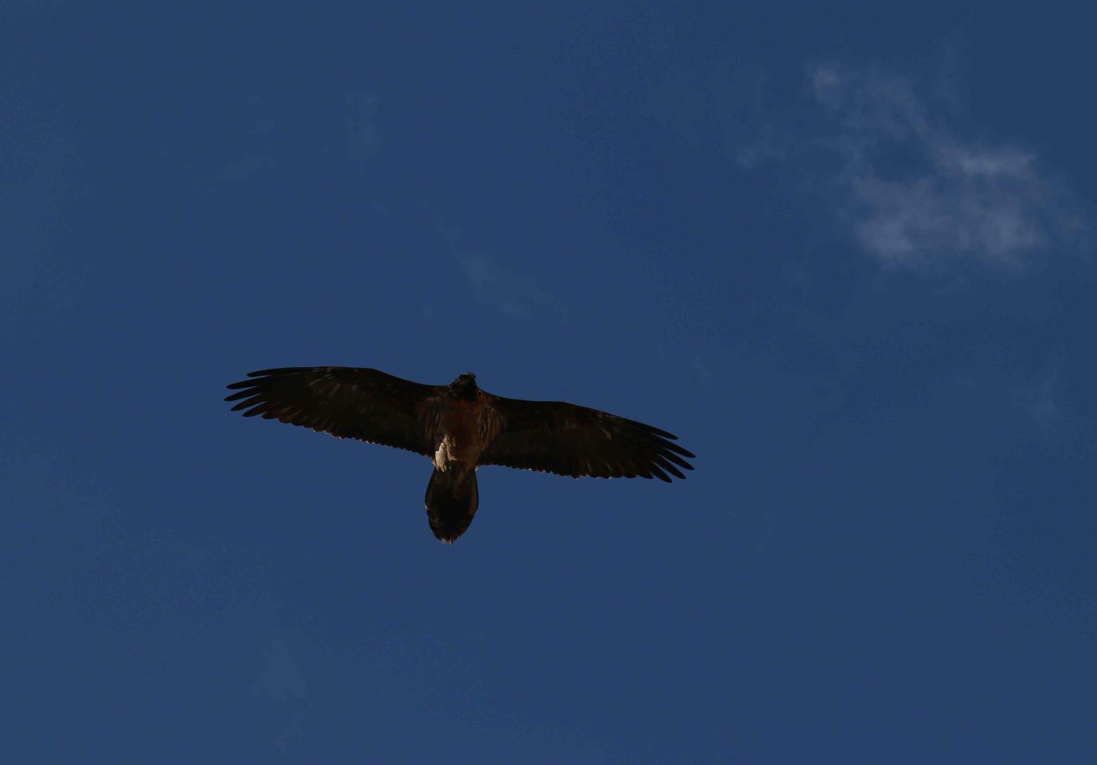 Gypaète observé dans le Briançonnais et l'Oisans - prospection internationale - Photo Parc national des Ecrins