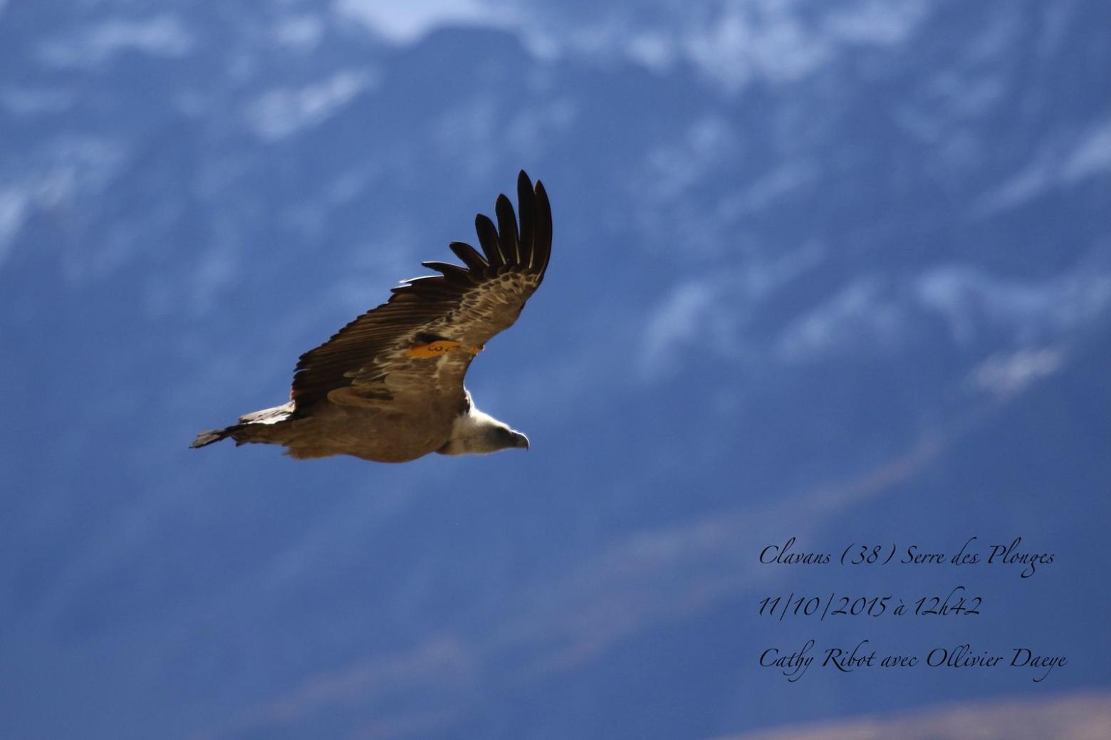 Vautour fauve - photo Cathy Ribot - prospection internationale - Parc national des Ecrins