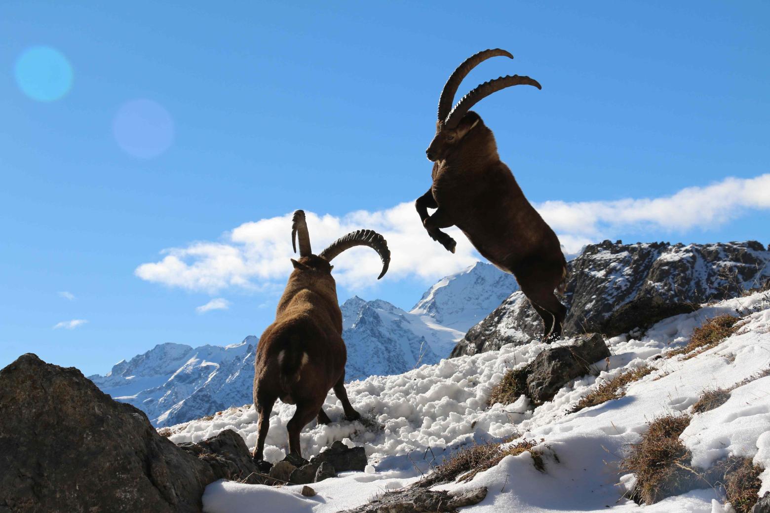 Bouquetins, saison du rut dans les Cerces - 2015 - photo H.Quellier - Parc national des Ecrins