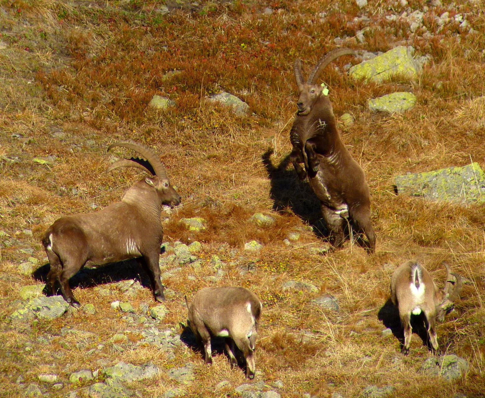 rut des bouquetins Cerces - 8 nov 2015 - © Cyril Coursier - Parc national des Ecrins