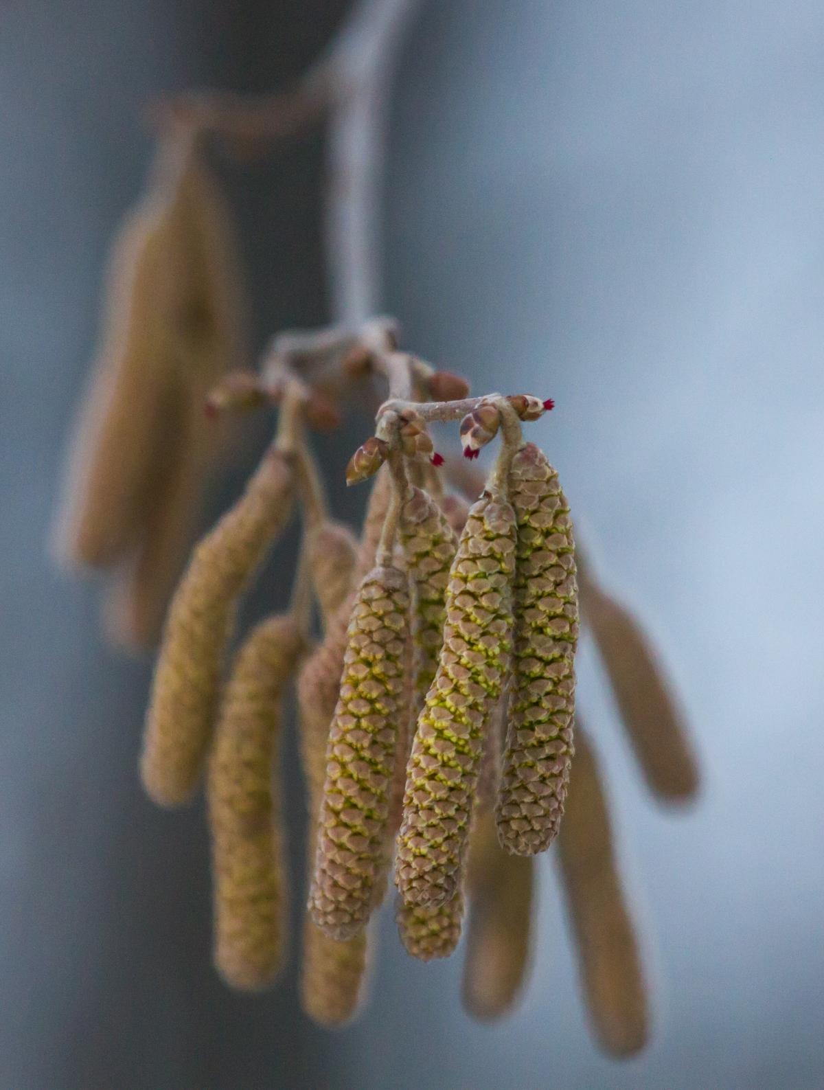 Noisetier en fleurs, 2 février 2016 © C.Albert- Parc national des Ecrins