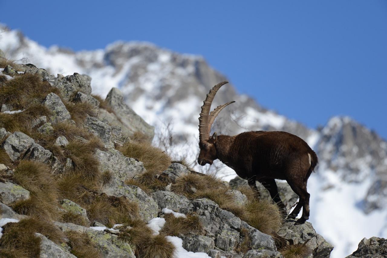 Mâle de classe + de 8 ans, les Bausias, Champoléon, comptage du 29 janvier 2016 © Rodolphe Papet - Parc national des Ecrins