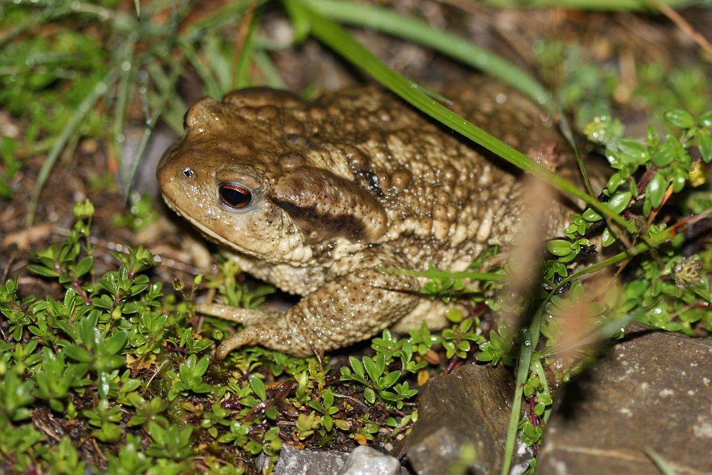 Crapaud commun © Marc Corail - Parc national des Écrins