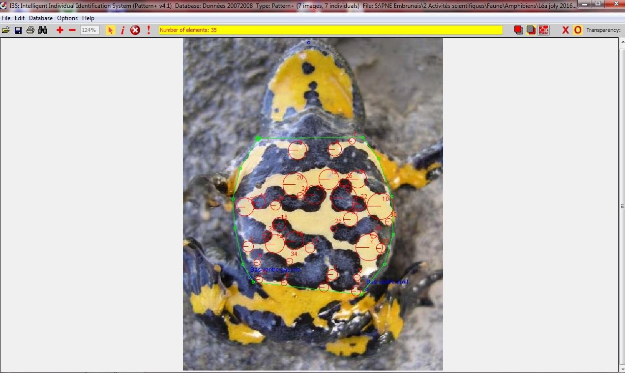 Sonneur à ventre jaune - étude et suivi © Parc national des Ecrins