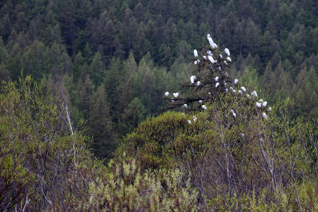 Aigrettes garzettes au Casset - mai 2016 © H-Quelier - Parc national des Ecrins
