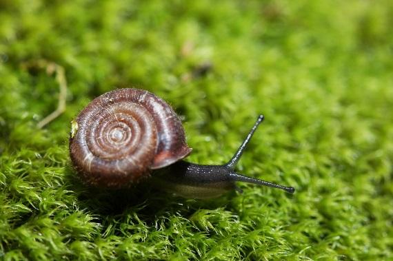 Helicodonta obvaluta © D-Combrisson - Parc national des Écrins