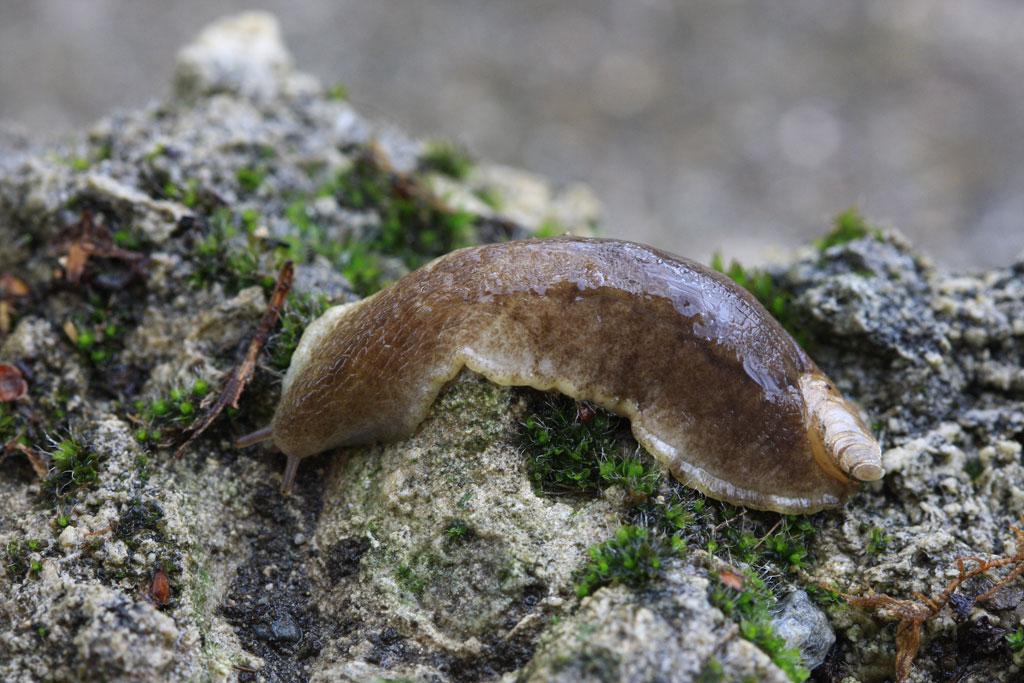 Testacelle SP.© D-Combrisson - Parc national des Écrins