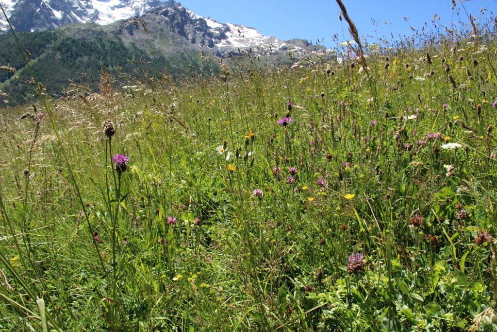 la parcelle gagnante dans les Ecrins - Jean-jacques Sionnet, prix local concours 2016 - prairies fleuries - Briançonnais - concours 2016 - © Parc national des Écrins