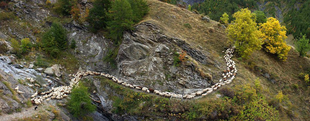 Pastoralisme Champsaur © M.Corail - Parc national des Ecrins