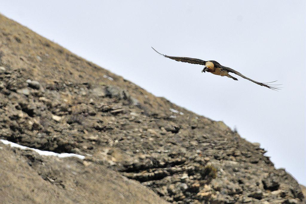 Gypaète barbu - © M.Coulon - Parc national des Ecrins