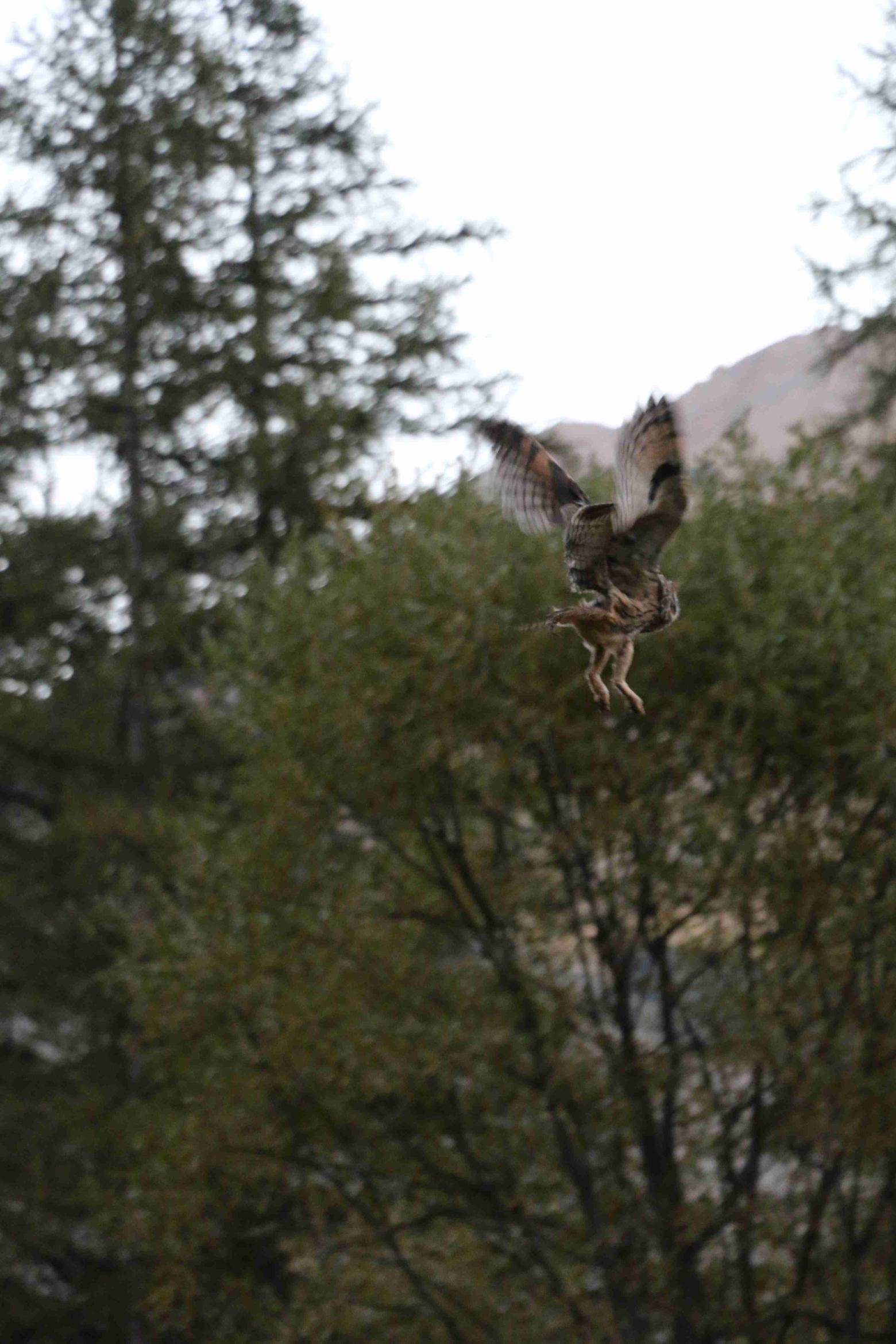 Lâcher d'un jeune hibou moyen duc dans le Briançonnais - © H-Quellier - Parc national des Ecrins