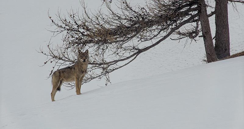 La vallée des loups, film de Jean-Michel Bertrand © B.Bodin