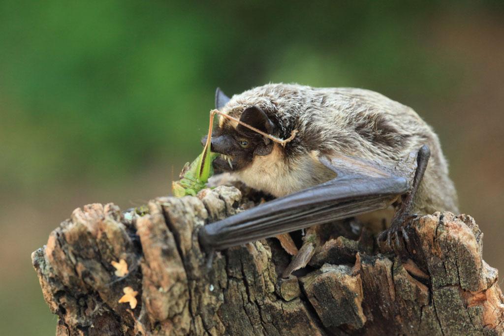 Serotine bicolore © Marc Corail - Parc national des Écrins