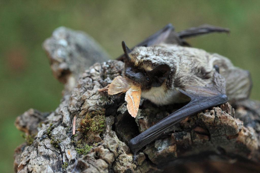 Serotine bicolore © Marc Corail - Parc national des Écrins