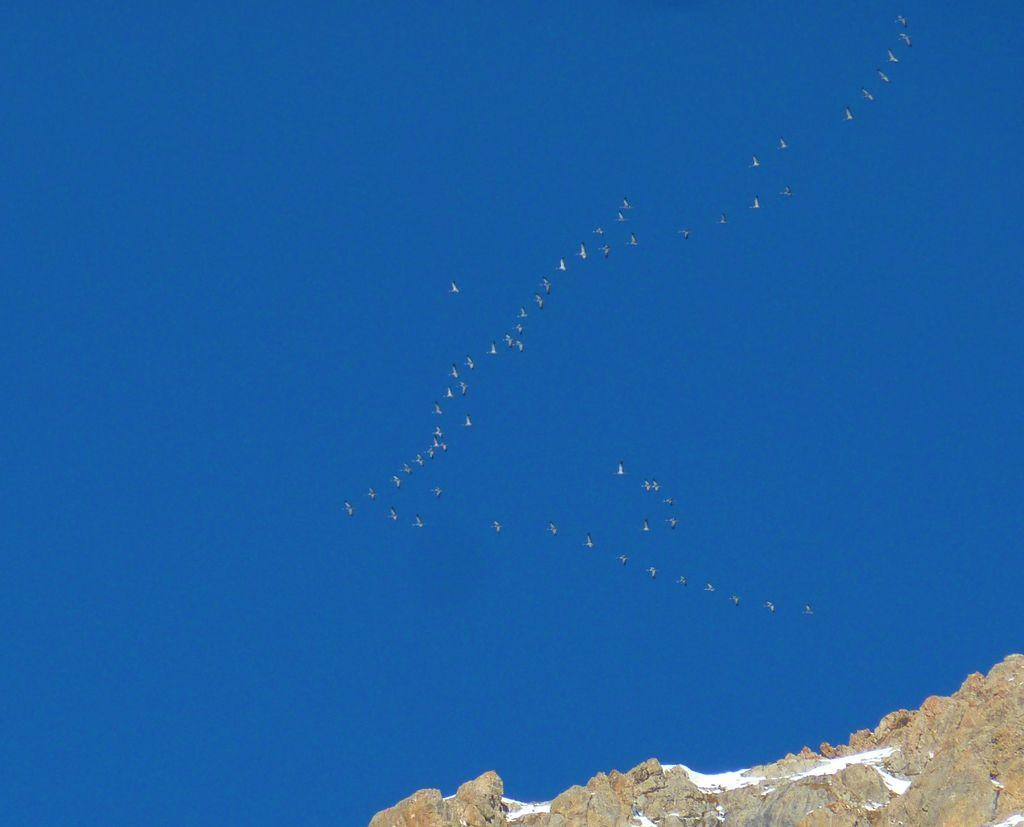 Passage de grues cendrées dans le Briançonnais - 30 nov 2016 - Cyril Coursier - Parc national des Écrins