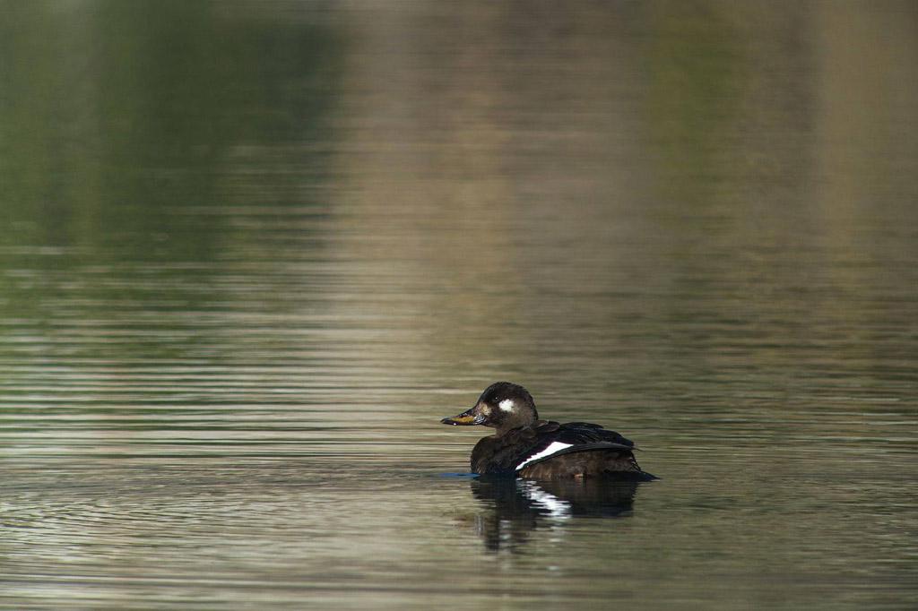 Macreuse brune (Melanitta fusca) – Mâle de 1er hiver – Damien Combrisson © Parc national des Ecrins