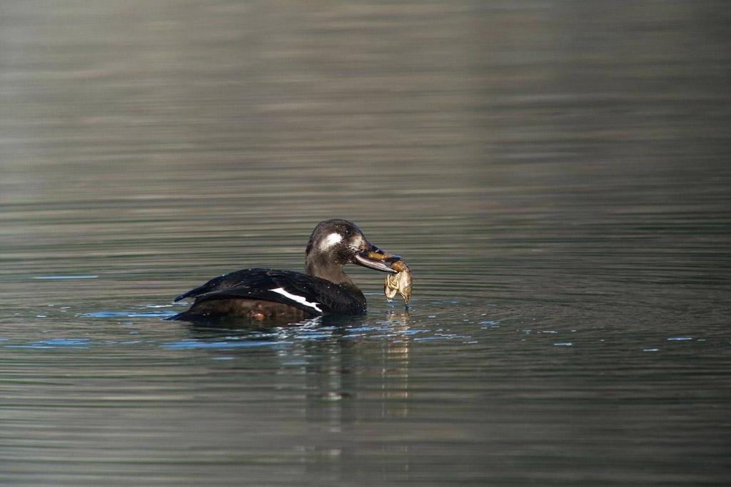 Macreuse brune (Melanitta fusca) – Mâle de 1er hiver – Damien Combrisson © Parc national des Ecrins