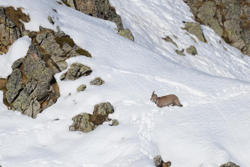 Retour migration automne 2016 - ibex - © R.Papet - Parc national des Écrins