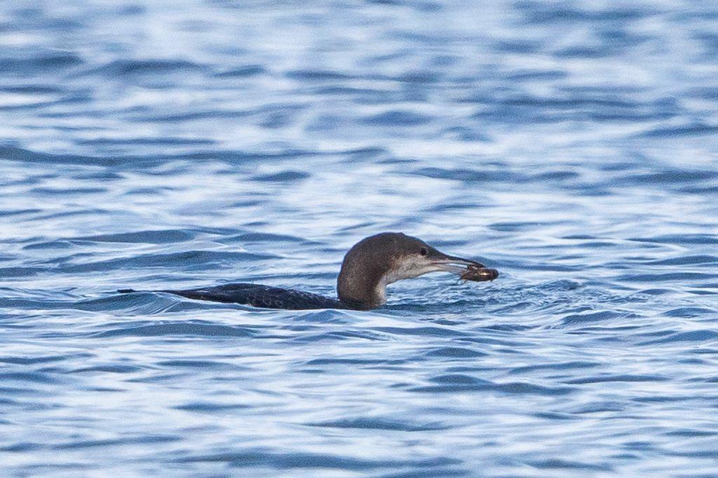 Plongeon arctique - observation Savines-le-lac -20 févreir 2017  © Pascal Saulay - Parc national des Ecrins