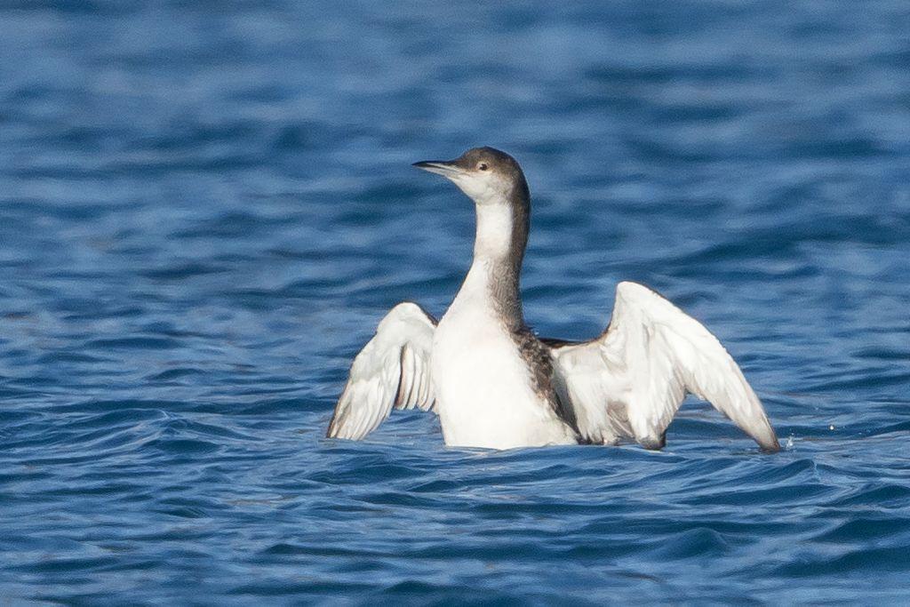 Plongeon arctique - observation Savines-le-lac -20 févreir 2017  © Pascal Saulay - Parc national des Ecrins