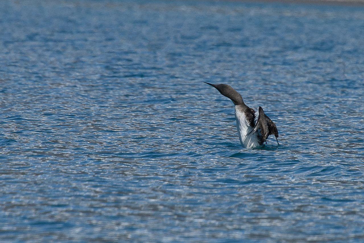 Plongeon arctique - observation Savines-le-lac -février 2017  © Mireille Coulon - Parc national des Ecrins