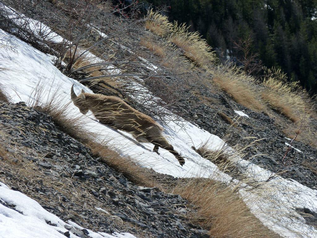 Un jeune bouquetin pris au piège d'un vieux grillage agricole - mars 2017- photo H-Quellier - Parc national des Ecrins