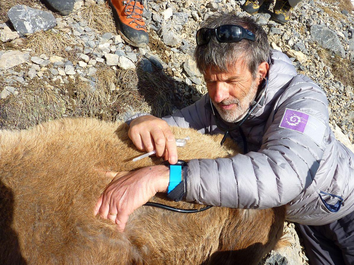 Capture bouquetin 2016 - © C.Coursier - Parc national des Ecrins