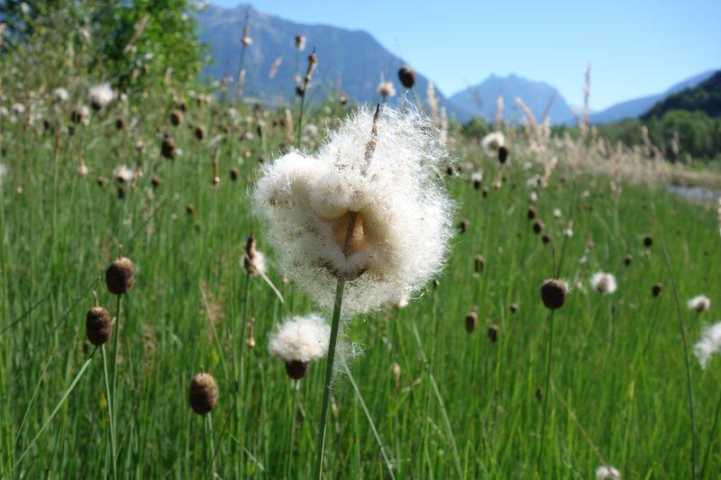 Dissémination des graines  © C.Dentant - Parc national des Ecrins