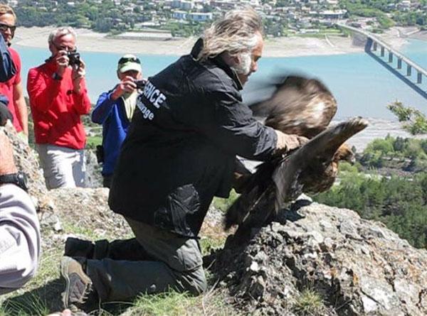 MIchel Phisel, lors du lâcher d'un aigle royal en 2013 dans l'Embrunais - photo O.Buteux - Dauphiné Libéré