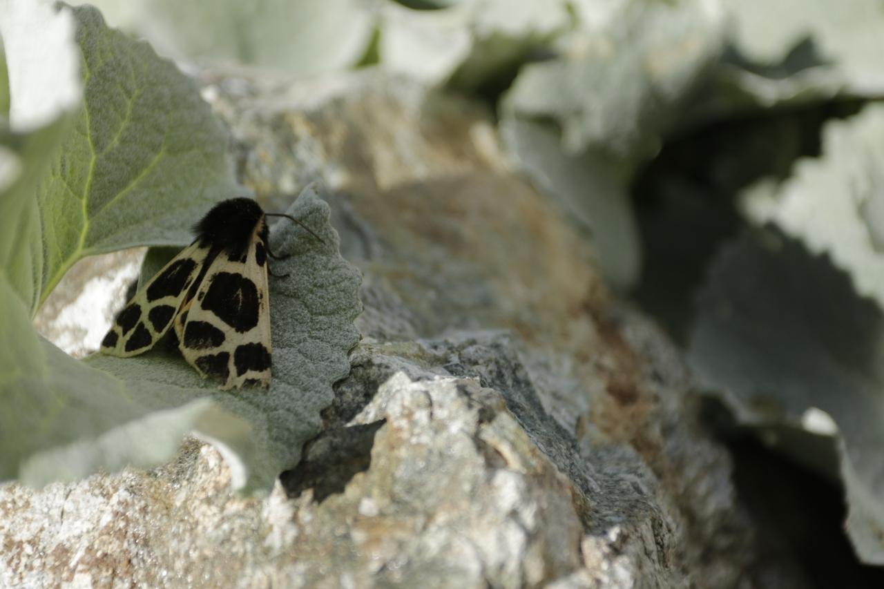 écaille des grisons