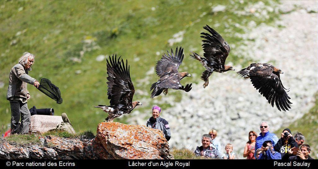 photo-montage envol aigle royal - lâcher 28 juillet 2017 - après quelques longues minutes d'attente...  @ Parc national des Ecrins - Pascal Saulay 