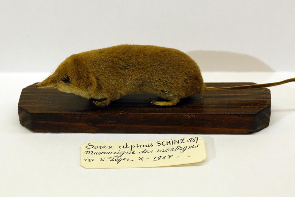 Musaraigne alpine, spécimen du Refuge des animaux à St Léger les Mélèzes - photo M.Corail - PNE
