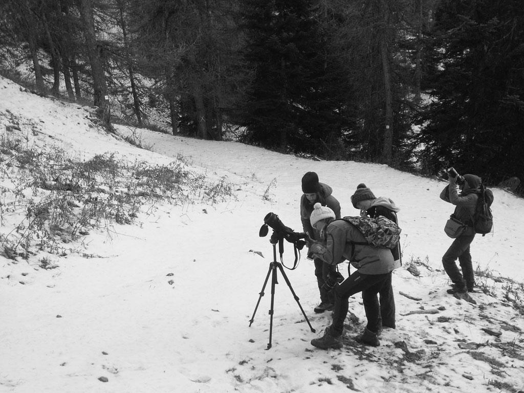Première rencontre avec la chevêchette. Photo Adam Maucoronel -stage 3ème au Parc national des Ecrins dans le Champsaur - dec 2017
