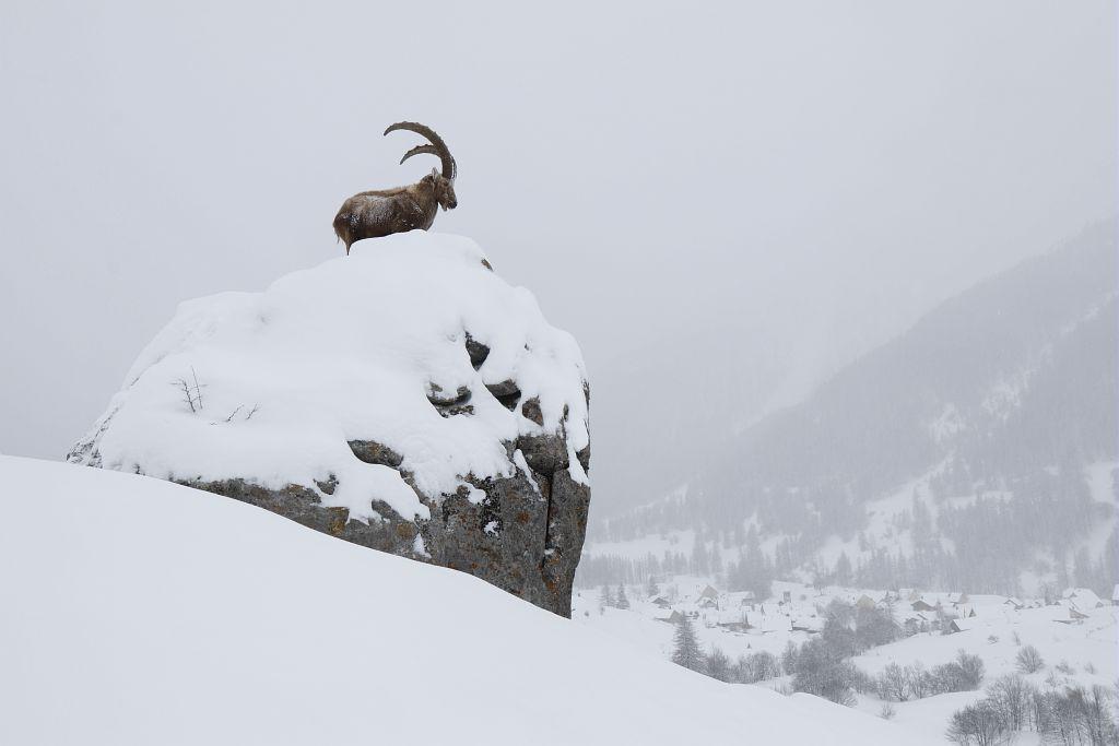 Bouquetin mâle hiver - janvier 2018 - © C-Coursier - Parc national des Ecrins