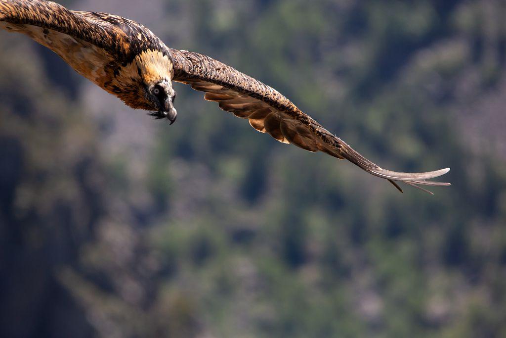 Gypaète du trio reproducteur de Mizoën - mai 2018 - © T.Maillet - Parc national des Ecrins