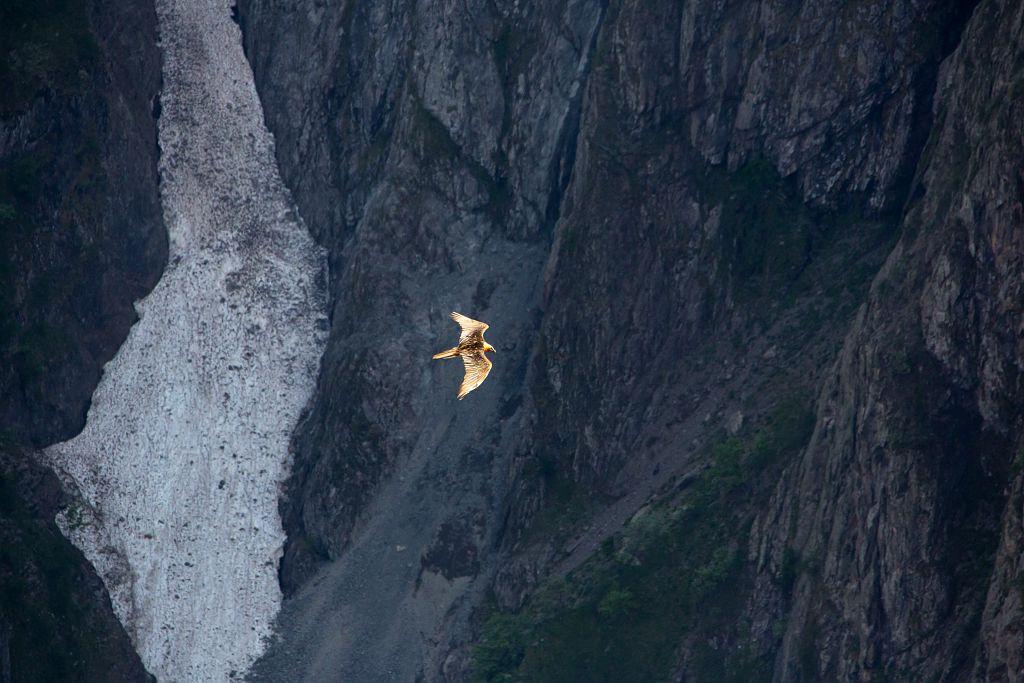 Gypaète du trio reproducteur de Mizoën - mai 2018 - © T.Maillet - Parc national des Ecrins