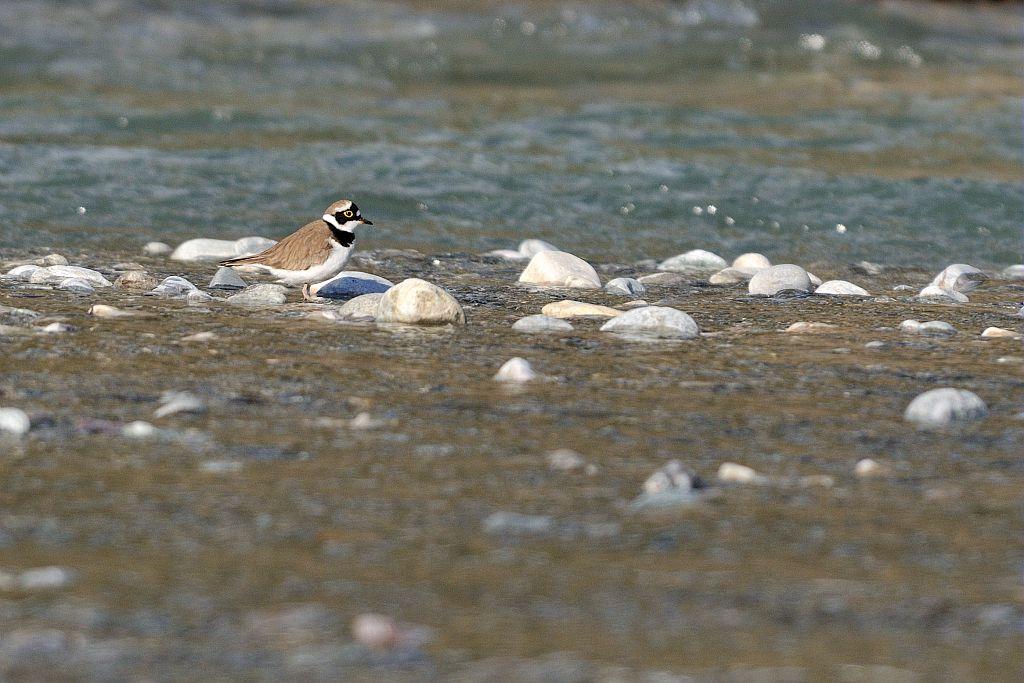 Petit gravelot bord de Durance © M.Coulon - Parc national des Écrins