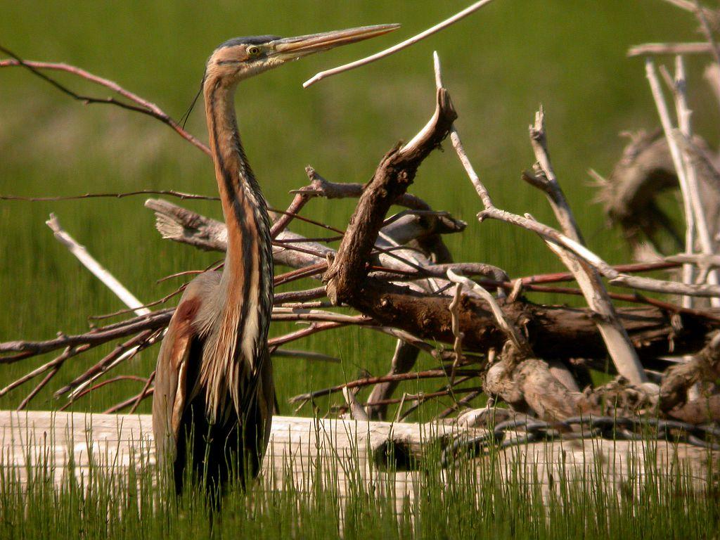 Héron pourpré © D.Combrisson - Parc national des Écrins