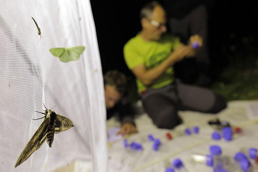 Papillons et insectes de la nuit - Ecrins de nature - juin 2018 Bourg d'Oisans - © Cl.Gondre - Parc national des Ecrins