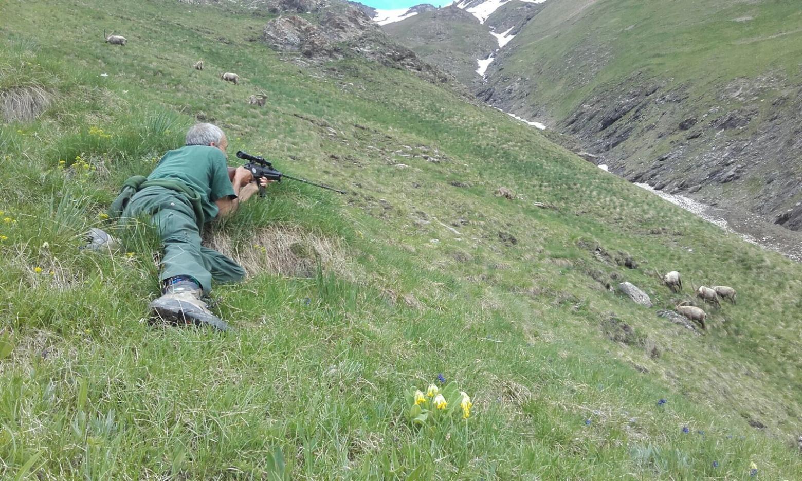 Capture de Dimanche © R. Papet, Parc national des Écrins