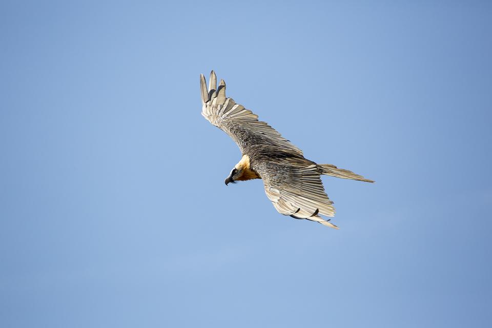 L'un des adultes en vol - © T- Maillet  Parc national des Écrins - août 2018