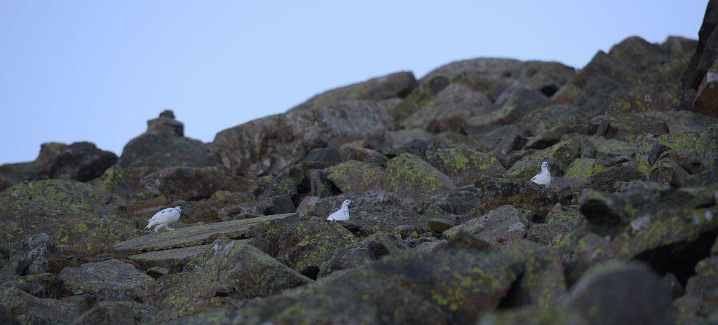 Compagnie de lagopèdes © R.Papet - Parc national des Ecrins