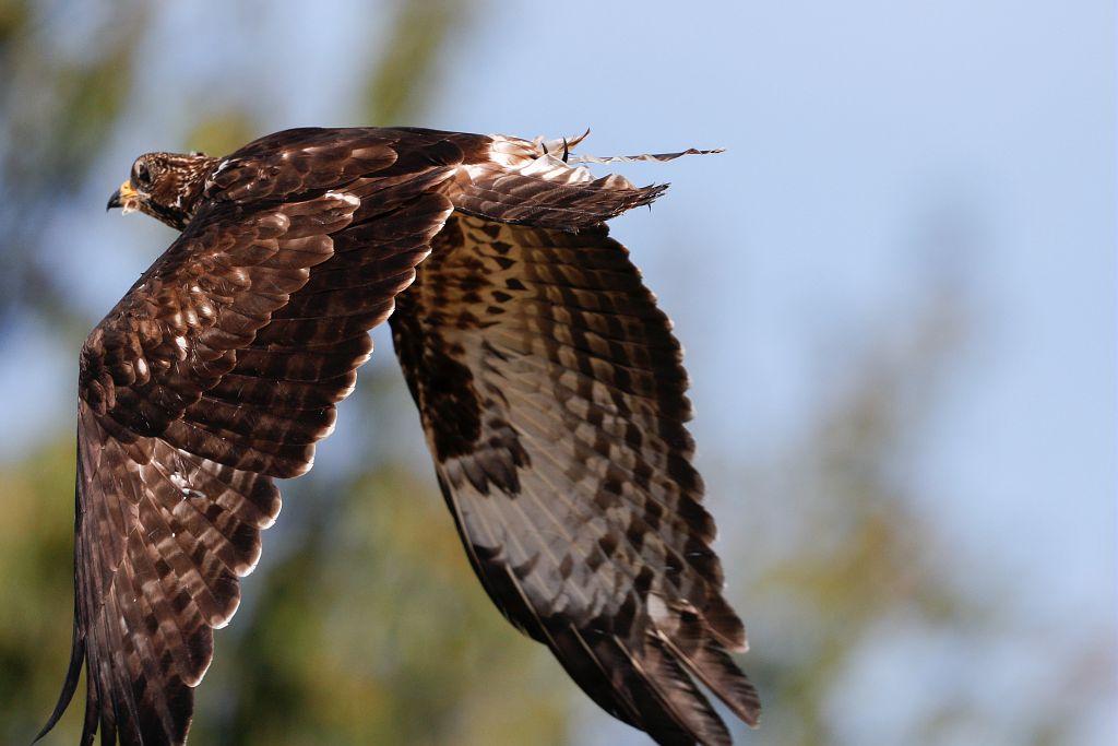 lâcher bondrées apivores collet d'Ancelle - sept 2018 © P-Saulay - Parc national des Ecrins