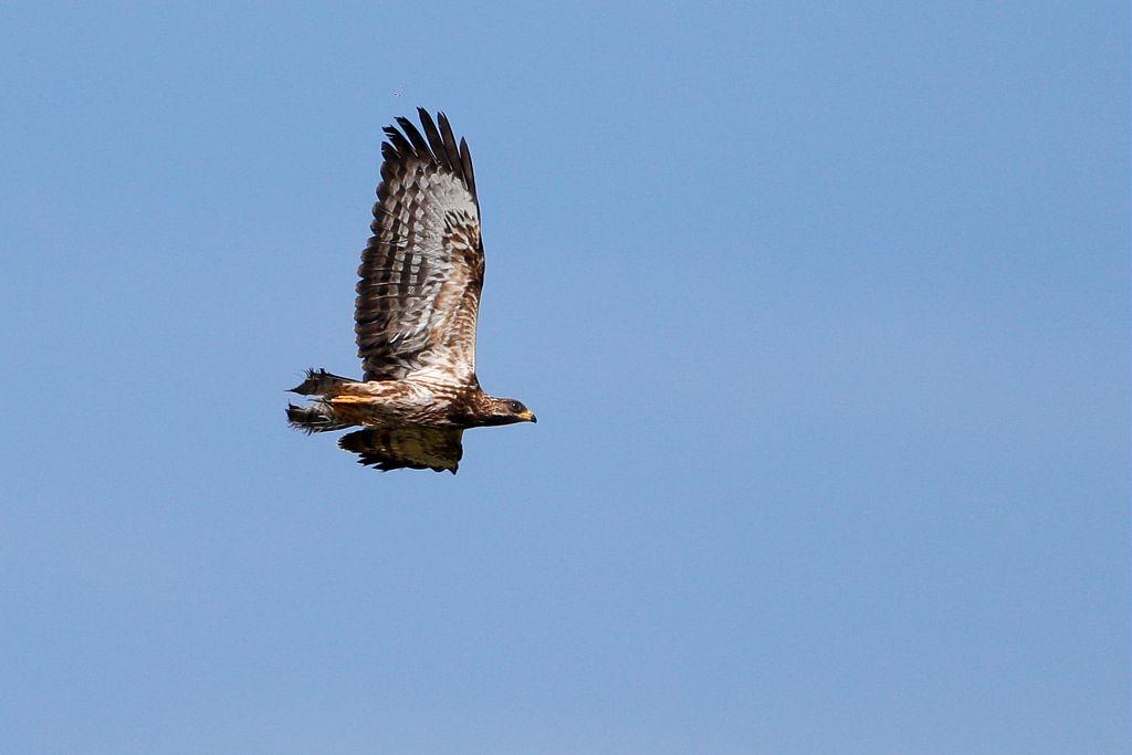 lâcher bondrées apivores collet d'Ancelle - sept 2018 © P-Saulay - Parc national des Ecrins