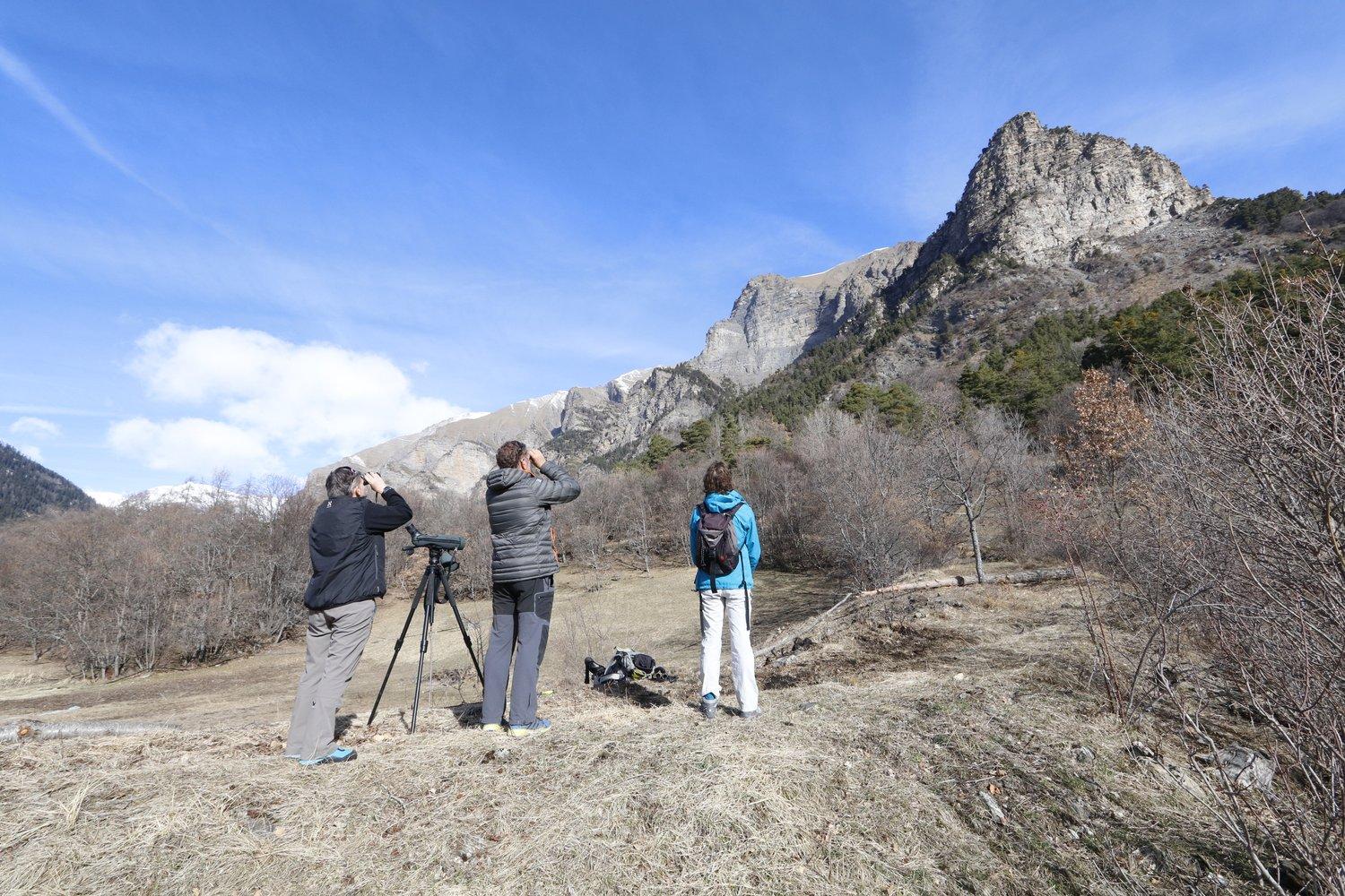 Observation faucon pèlerin dans l'Embrunais - mars 2019 - photo Martial Bouvier - Parc national des Écrins