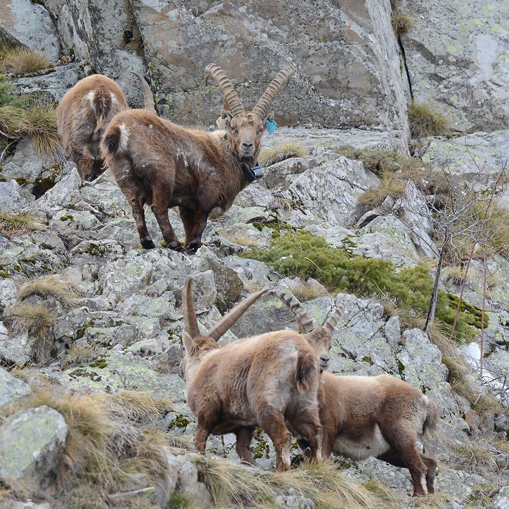 Sirac, 7 avril 2019 - photo R.Papet - Parc national des Ecrins