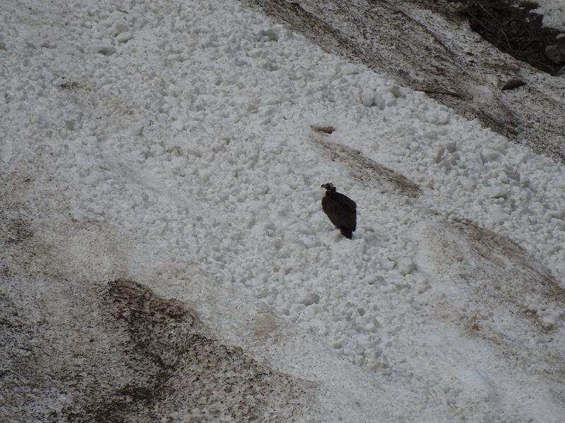 Vautour moine dans le secteur du nid des gypaètes © Nils Paulet - Parc national des Écrins