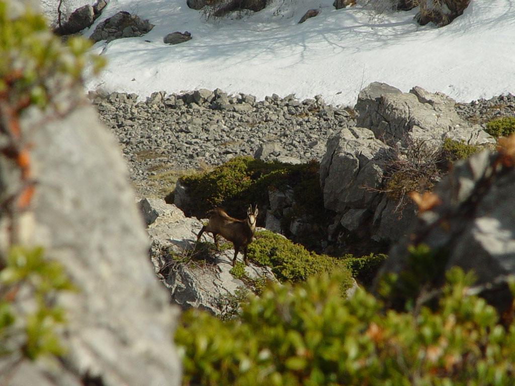 Chamois © photo Alexandre Gleize