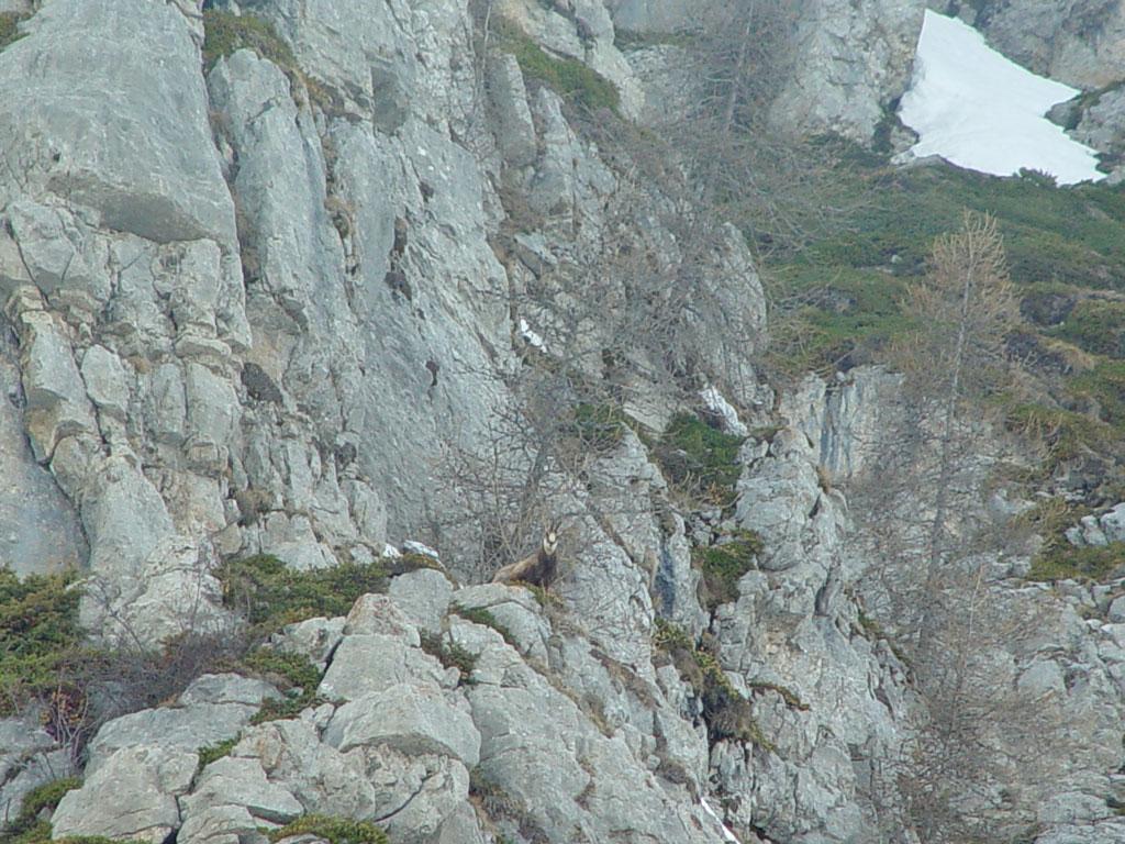 Chamois © photo Alexandre Gleize