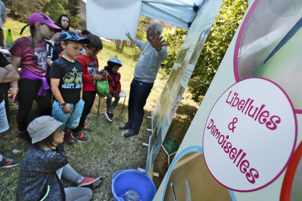 Libellules et demoiselles avec le Grenha - - scolaires -Ecrins de nature 2019 - Vallouise - photo P.Saulay - Parc national des Ecrins